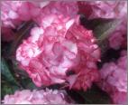 HydrangeamacrophyllaMissSaori