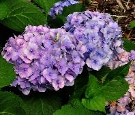 HydrangeamacrophyllaBodenseelocHydrangeum