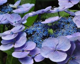 HydrangeamacrophyllaBlaulingcloseupvnlocHydrangeum1