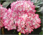 HydrangeamacrophyllaMiraiflowercloseupvnn