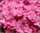 HydrangeamacrophyllaYouMeTogetherbloem