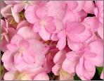 HydrangeamacrophyllaYouMeRomance2