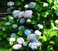 Hydrangea macrophylla 'Otaksa'