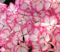 Hydrangea macrophylla Mirai flower closeup vnn