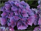 HydrangeamacrophyllaTevere