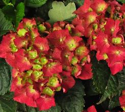 HydrangeamacrophyllaRoyalRedyoungflowers