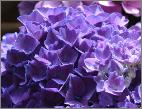 Hydrangeamacrophyllacotedazur2