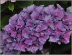 HydrangeamacrophyllaBlaulingcloseupvnlocHydrangeum2