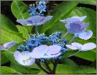 HydrangeamacrophyllaBlaulingcloseupvnlocHydrangeum2