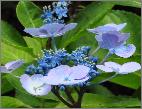 HydrangeamacrophyllaAyesharegeneratie