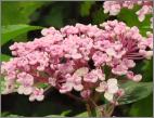 HydrangeamacrophyllaAyesharegeneratie