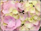 HydrangeamacrophyllaSemperflorens