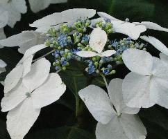 HydrangeamacrophyllaUKcloseupbloemenVNN