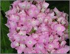 HydrangeamacrophyllaSemperflorens