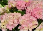 HydrangeamacrophyllaMySistersGardenbloei