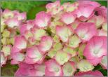 HYDRANGEAMACROPHYLLAKINGGEORGEVII