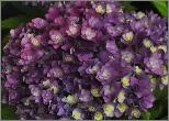 HydrangeamacrophyllaYouMeTogetherbloemenvnn