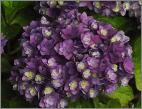 HydrangeamacrophyllaYouMeRomancecloseup