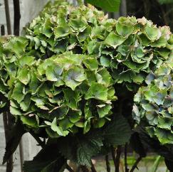 HydrangeamacrophyllaXianherfstverkleuringbloemblauwgroenvn