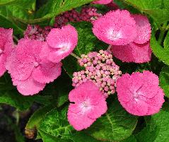 Hydrangea_macrophylla_'Zaunkönig'_bloem