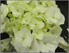 HydrangeamacrophyllaVanillaSky