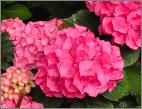 HydrangeamacrophyllaRedBaronflowers