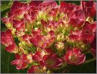 HydrangeamacrophyllaAmsterdam