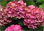 HydrangeamacrophyllaAlpengluhenroodverkleuringherfstvn