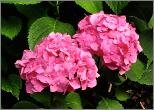 HydrangeamacrophyllaHamburglocHydrangeum