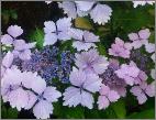 HydrangeamacrophyllaPinkAnais