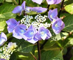 Hydrangea macrophylla 'Zorro' 