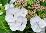 HydrangeamacrophyllaLibellebeginjulivnnn