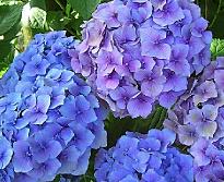Hydrangea_ macrophylla _'Mathilda Gutges'