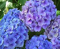 Hydrangea macrophylla 'Benelux'