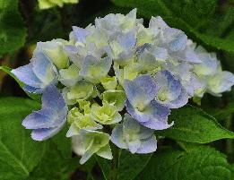 HydrangeamacrophyllaAnkongjuni