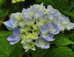 Hydrangea_ macrophylla _'Mathilda Gutges'