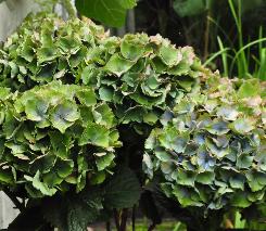 HydrangeamacrophyllaBodenseelocHydrangeum