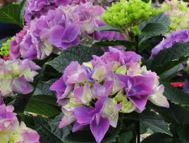 HydrangeamacrophylaTevere