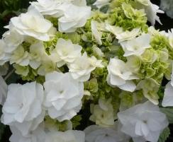 HydrangeamacrophyllaDancingSnow