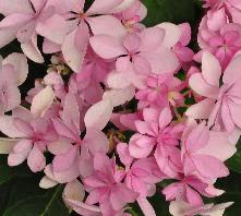 HydrangeamacrophyllaYouMeRomancecloseup