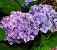 Hydrangea macrophylla 'Blauer Prinz' nabloei september