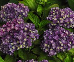 HydrangeamacrophyllaYouMeTogetherbloemenvnn