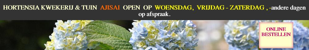 HydrangeamacrophyllaGeneralvicomtessedeVibrayvnn
