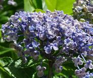 HydrangeamacrophyllaAyeshabeginseptembernice