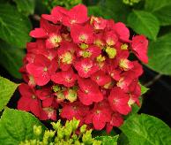 HydrangeamacrophyllaAmsterdamVN