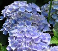 HydrangeamacrophyllaXian1