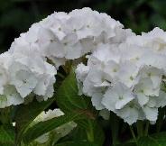 Hydrangea_macrophylla_'Soeur_Thérèse'_bloei_juli-vnnn