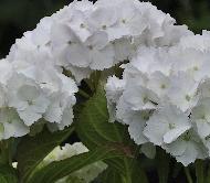 HydrangeamacrophyllaLabvlasynBlauerZwerg