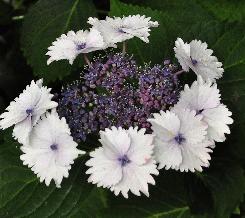 HydrangeamacrophyllaKoriacloseupvnn