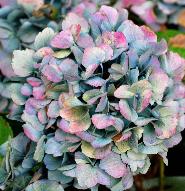 HydrangeamacrophyllaUrsula2VNokt